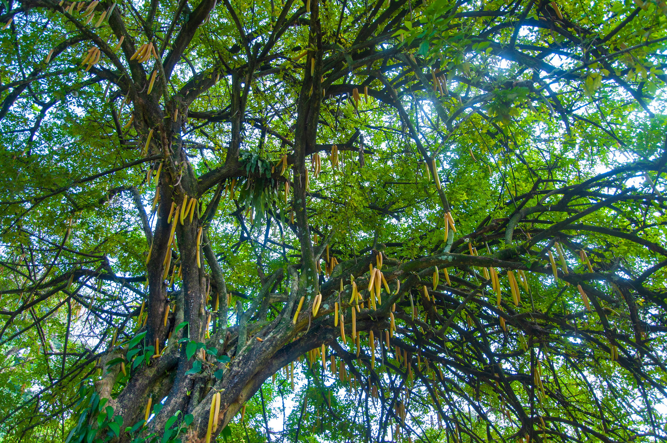 Moringa