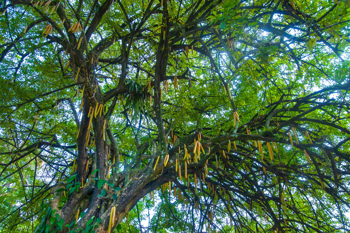 Moringa