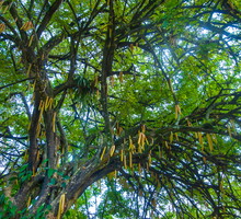Moringa