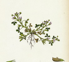 Kozieradka