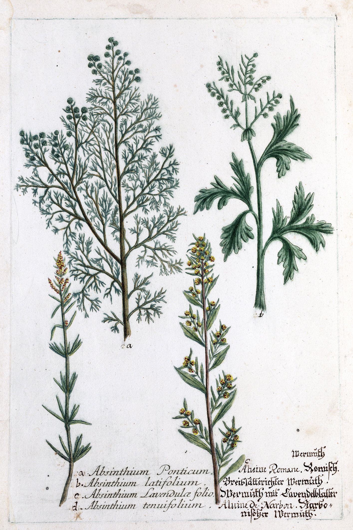 Piołun