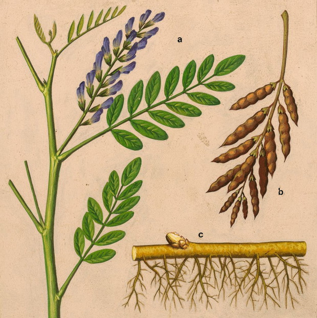 Lukrecja