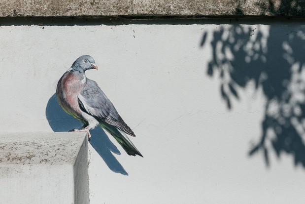 Ptasi mural na cmentarzu żydowskim w Oświęcimiu, autor Wojciech Rokosz