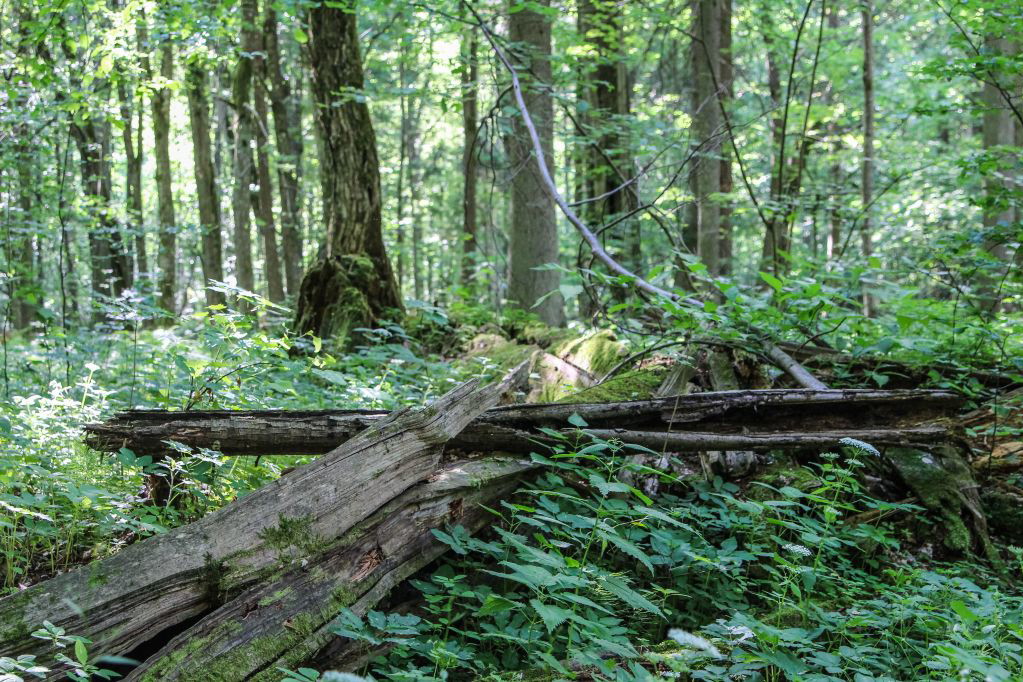 Puszcza Białowieska