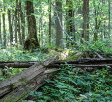 Puszcza Białowieska