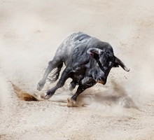 Sennik: byk