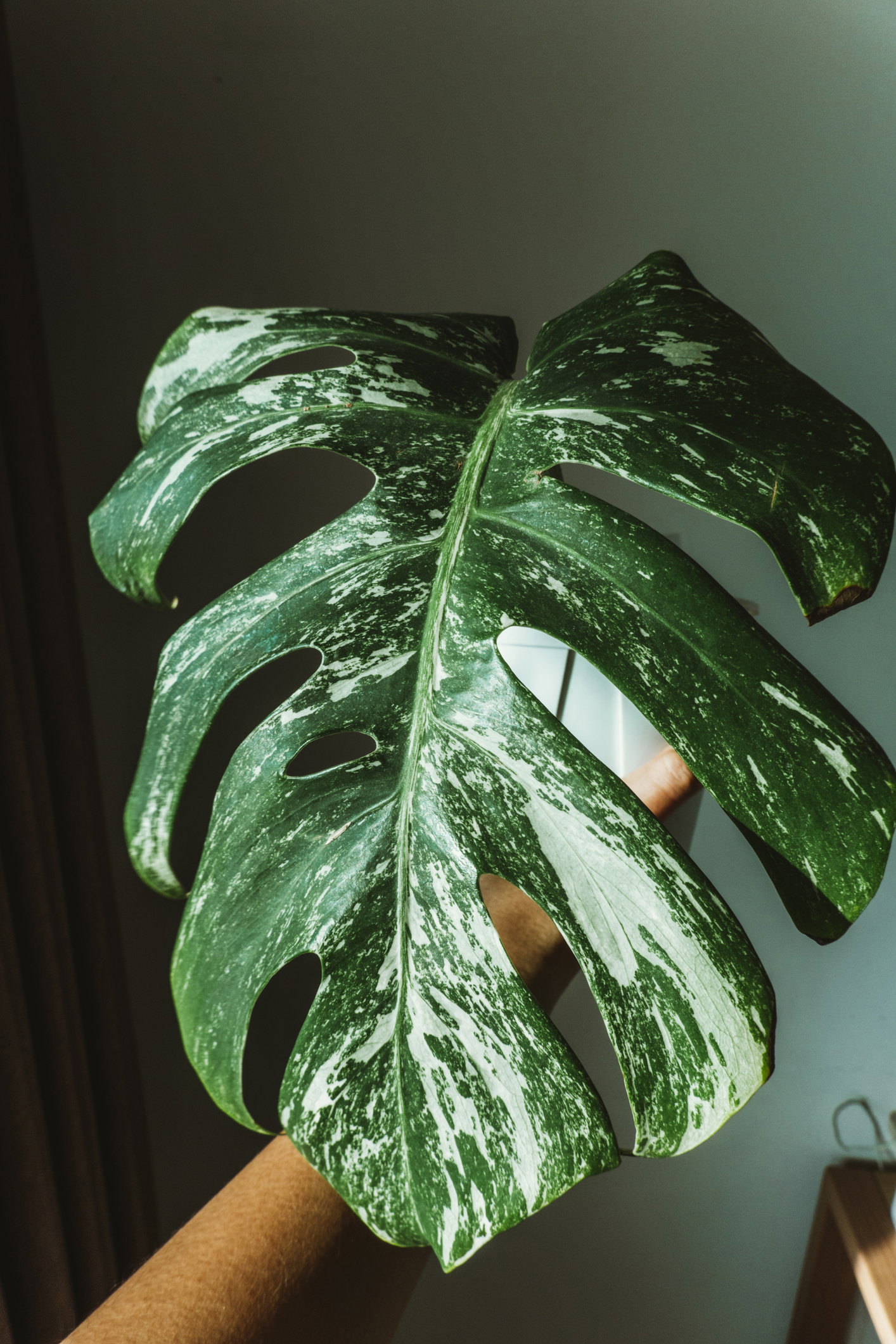 Monstera Variegata