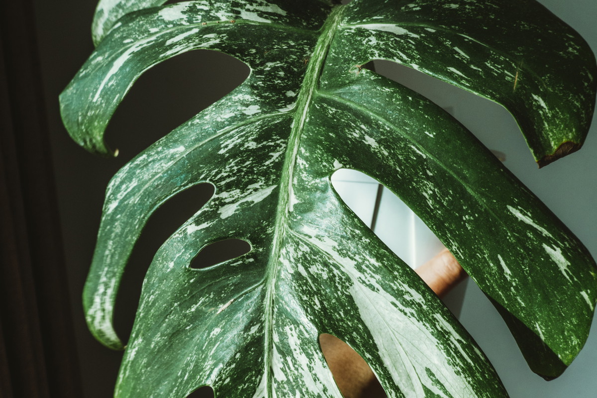 Monstera Variegata