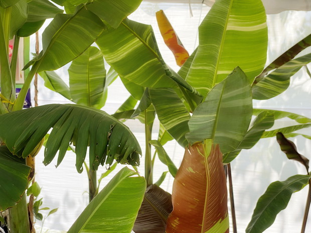 Bananowce