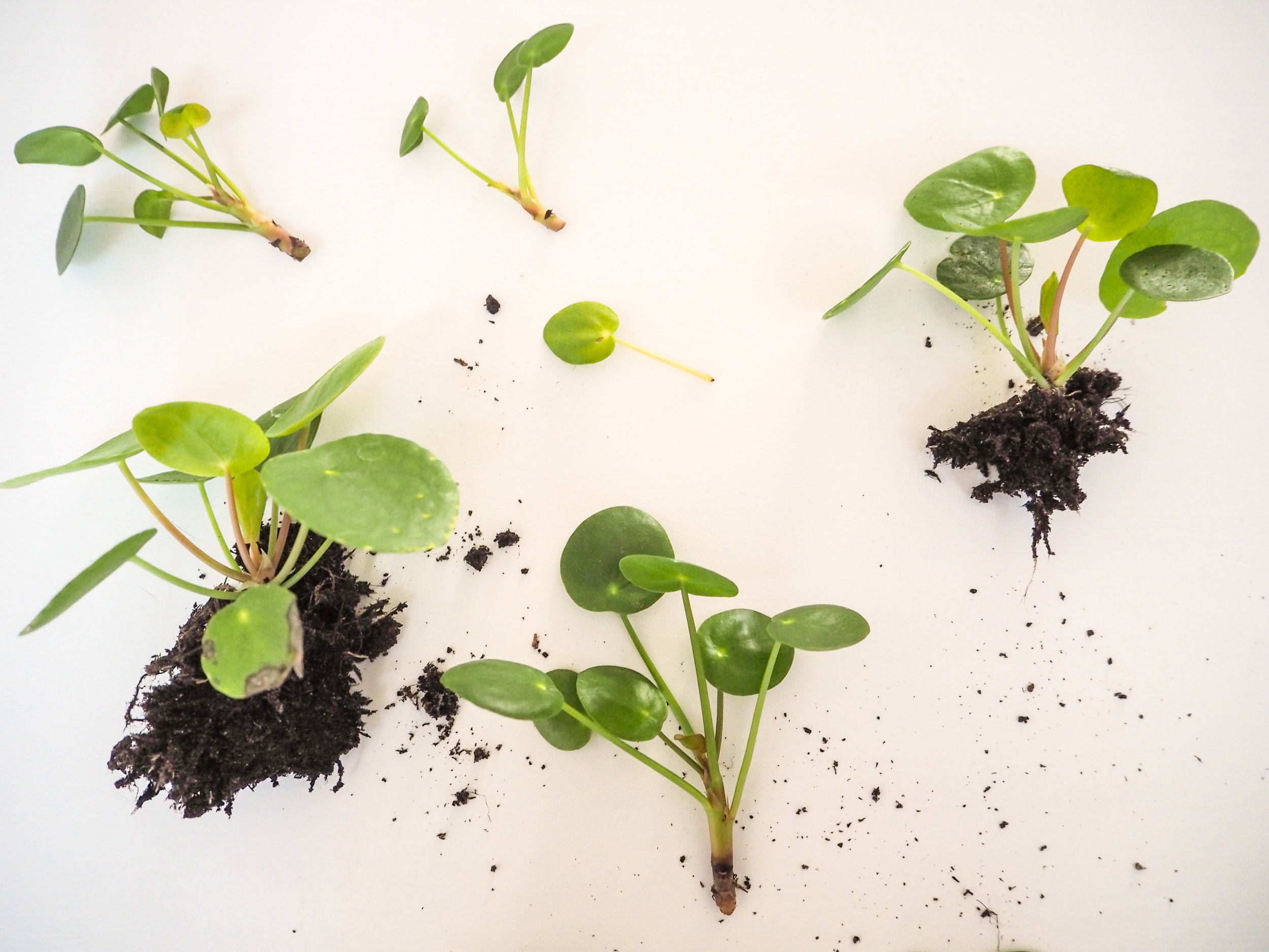 Pilea Pieniążek