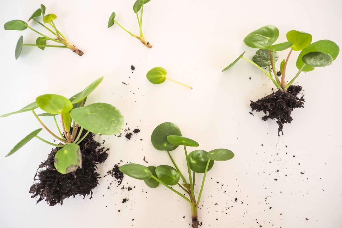 Pilea Pieniążek