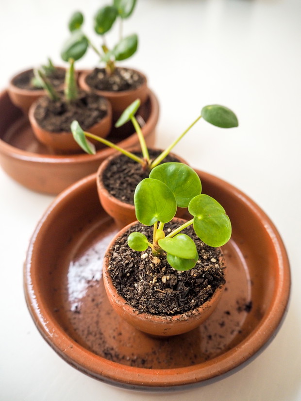 Pilea Pieniążek
