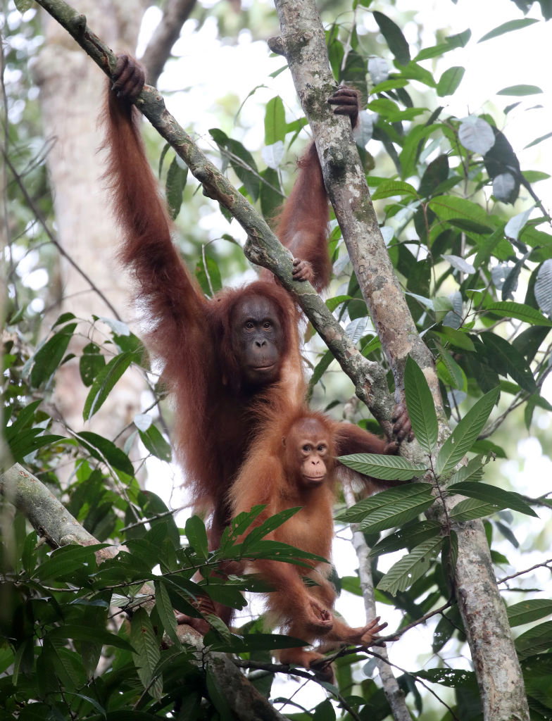 Plantacje oleju palmowego zabierają dom orangutanom