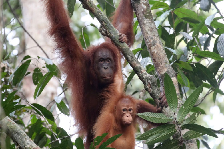 Plantacje oleju palmowego zabierają dom orangutanom