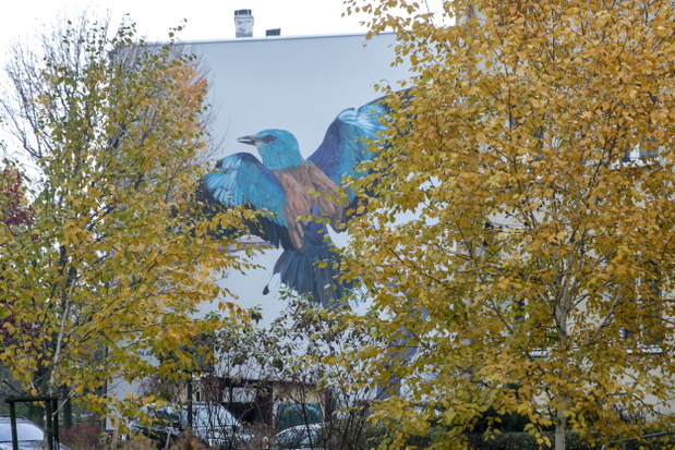 ptasie-murale-autor-wojciech-rokosz2-cfe8462