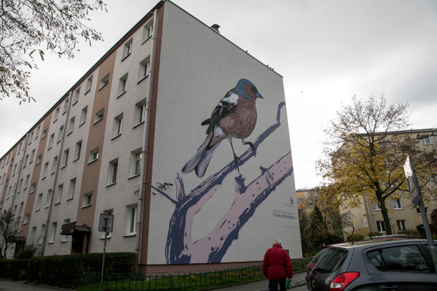 ptasie-murale-autor-wojciech-rokosz-eee0388