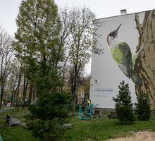 Ptasie murale, autor: Wojciech Rokosz