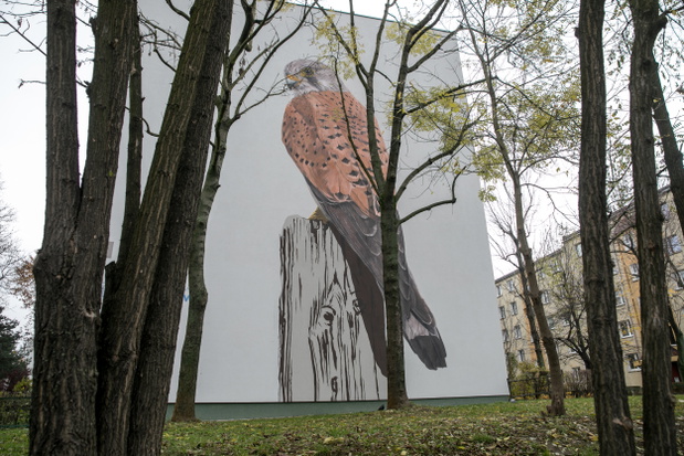 ptasie-murale-autor-wojciech-rokosz6-a195d8a