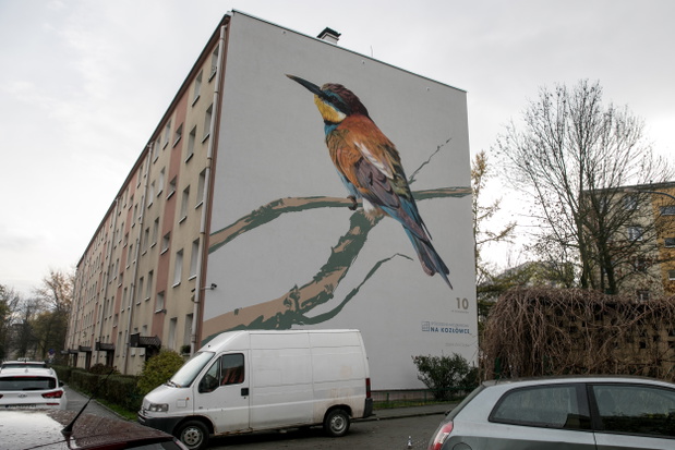ptasie-murale-autor-wojciech-rokosz1-5c2a938