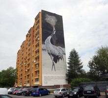 Ptasie Murale w Lubinie