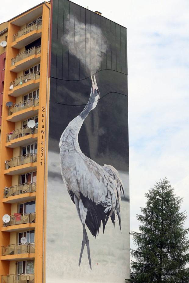 Ptasie Murale w Lubinie