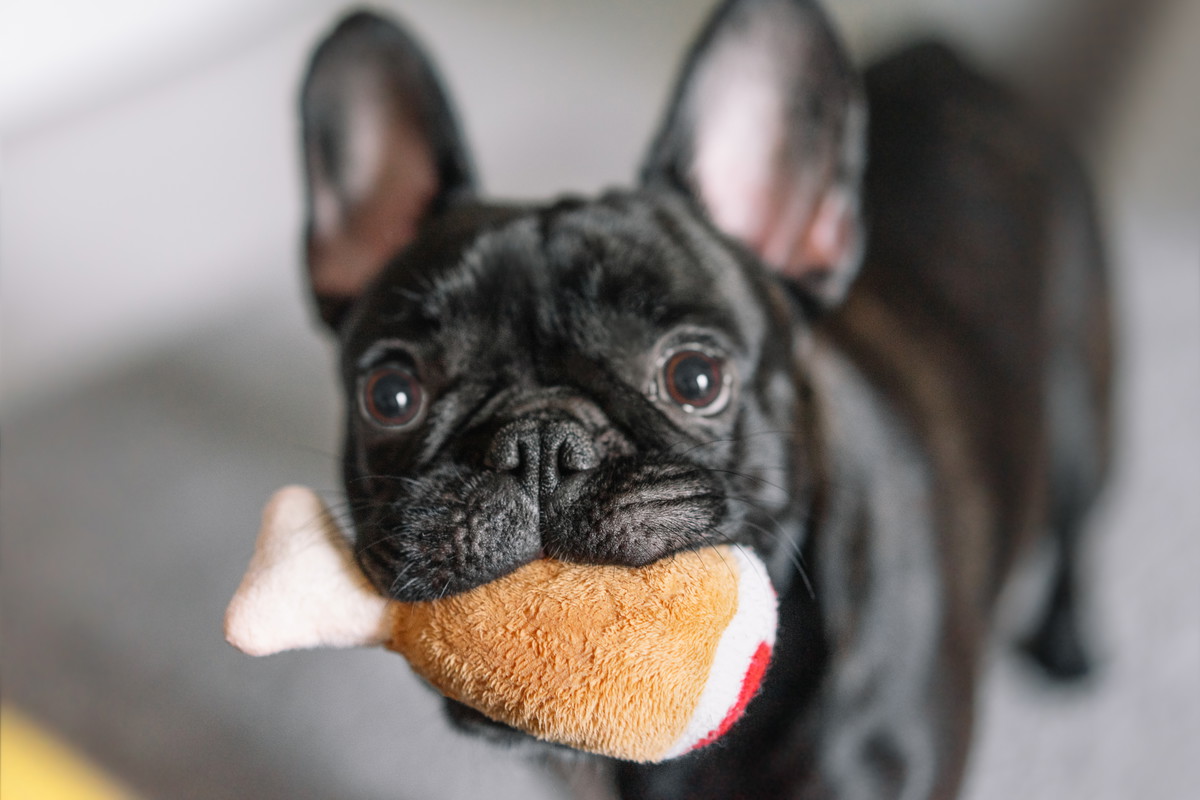 Buldog francuski