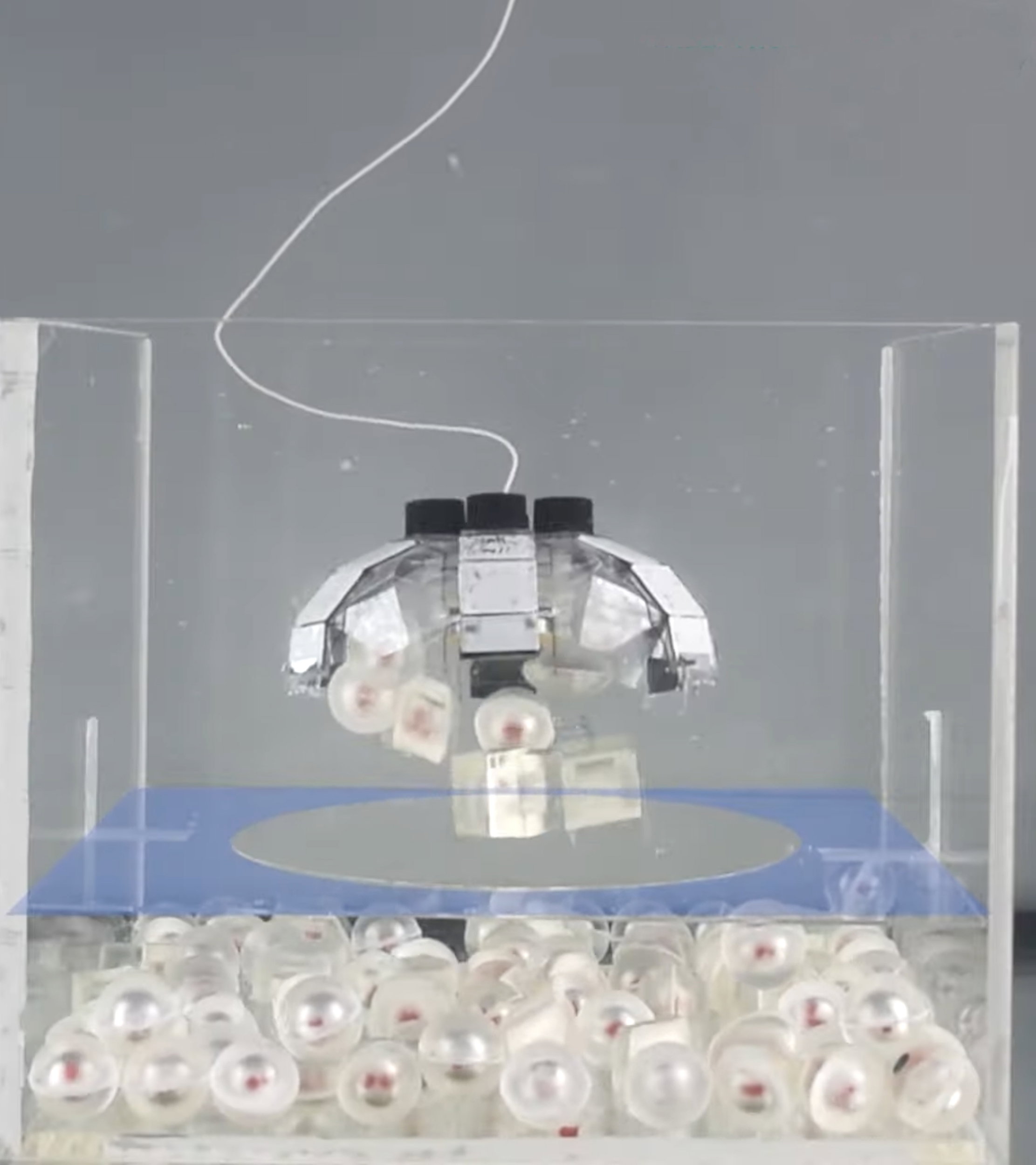 Jellyfish-Bot