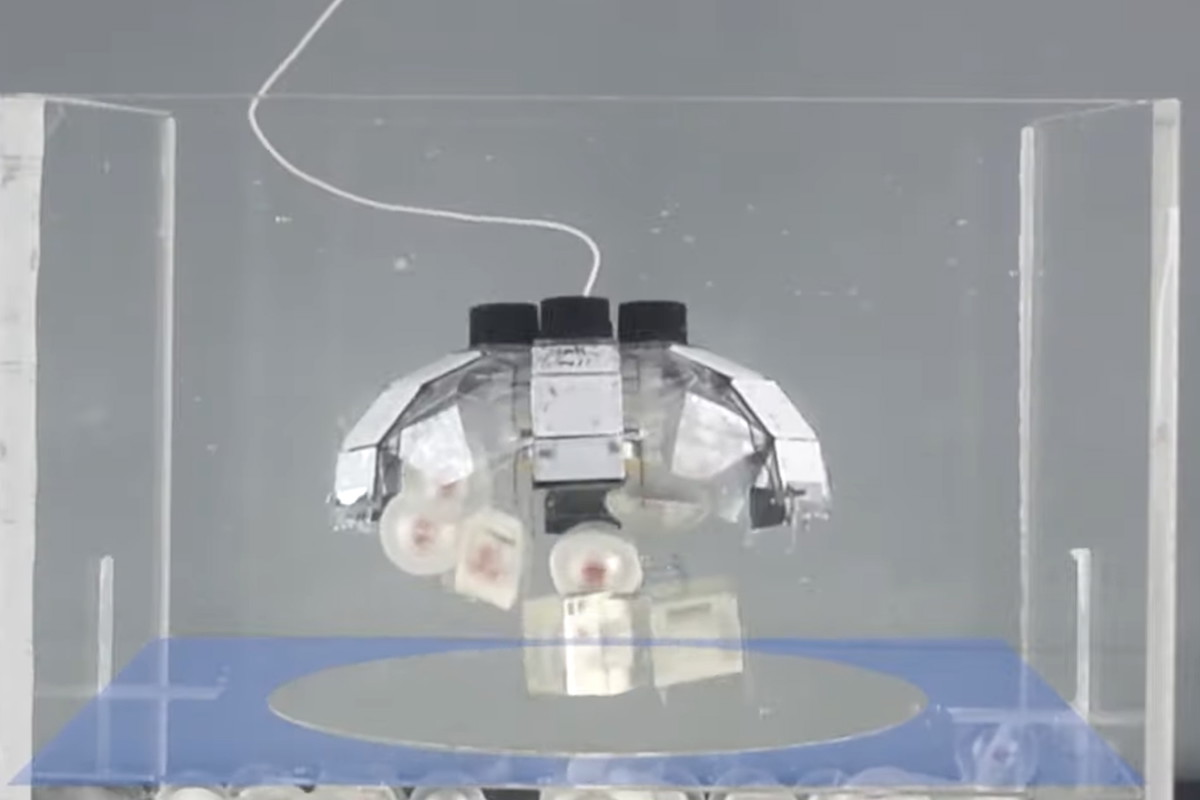 Jellyfish-Bot