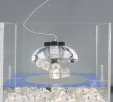 Jellyfish-Bot