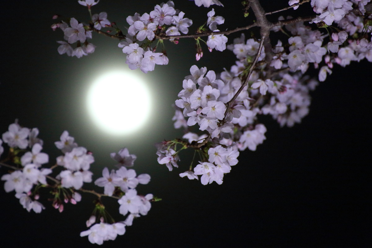 Sakura and the moon