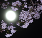 Sakura and the moon