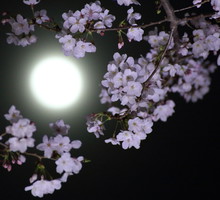 Sakura and the moon