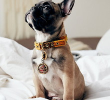 Akcesoria dla czworonogów od Free People