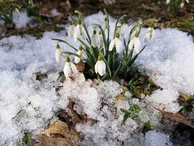 Close-Up Of Snow Covered Plants On Field