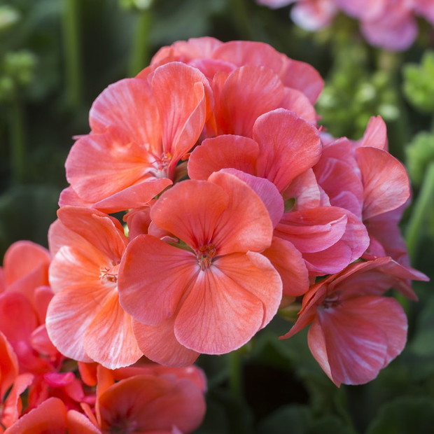 Pelargonie - kwiaty nie tylko na balkon