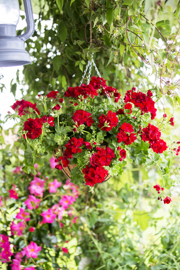 Pelargonie - kwiaty nie tylko na balkon
