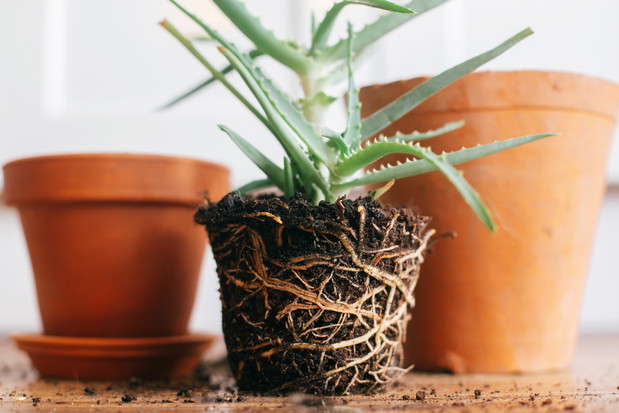 Aloes