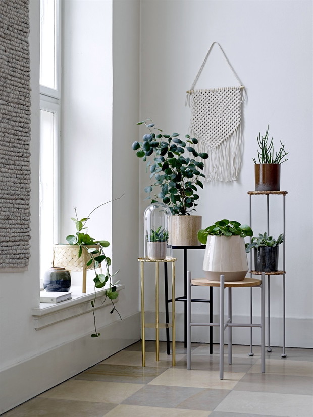 Pilea Pieniążek