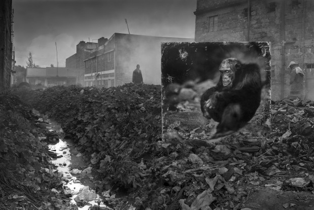 Poruszające zdjęcia ginących gatunków zwierząt autorstwa Nicka Brandta, fot. Nick Brandt