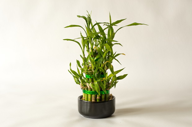 Lucky Bamboo