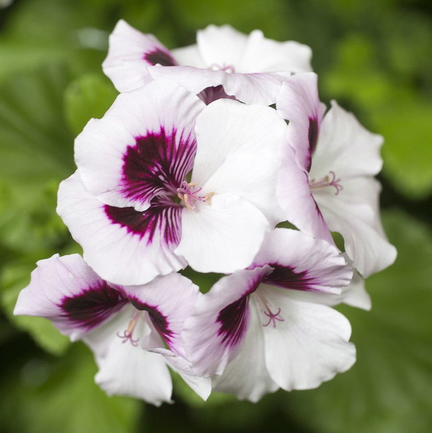 Pelargonie - kwiaty nie tylko na balkon