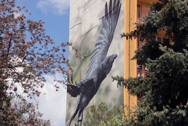 Ptasie Murale w Lubinie