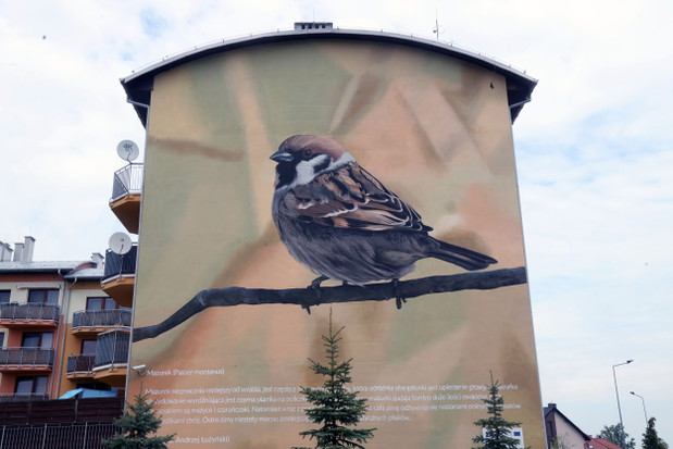 Ptasie Murale w Lubinie