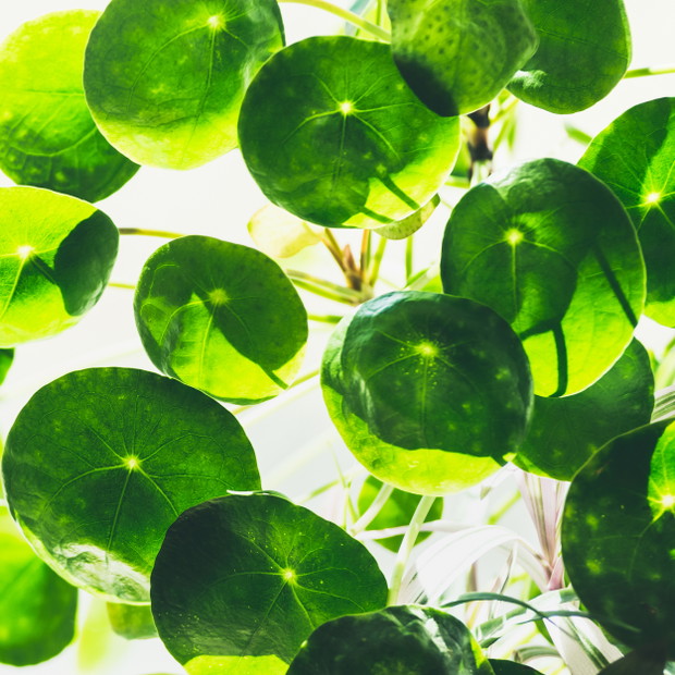 Pilea Pieniążek