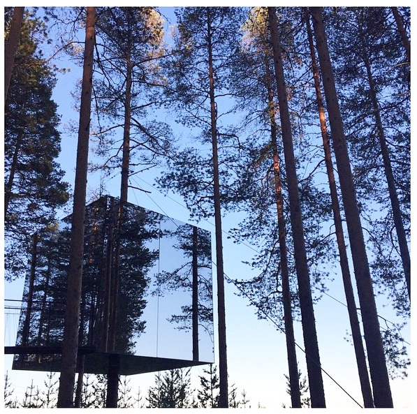 Tree Hotel - hotel z pokojem na drzewie