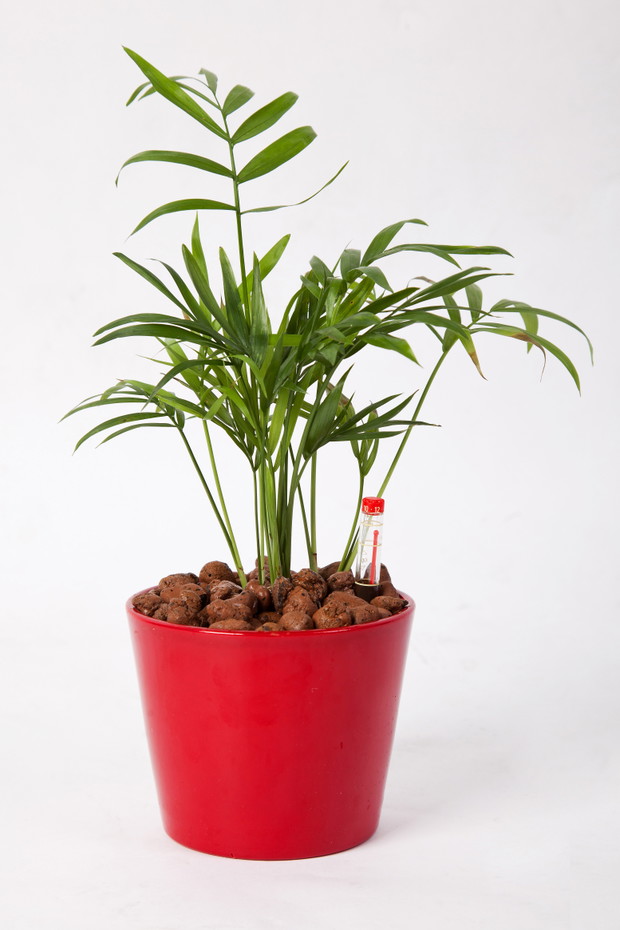 Rośliny doniczkowe oczyszczające powietrze, fot. Fotolia7. ChamaedoreaTa domowa palma nawilża powietrze i usuwa z niego trujące związki (np. aldehyd). W dodatku jest bardzo łatwa w utrzymaniu.
