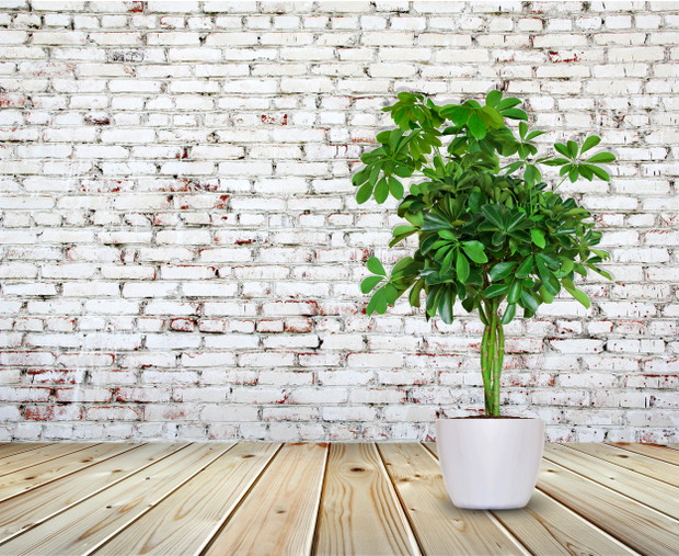 Rośliny doniczkowe oczyszczające powietrze, fot. Fotolia9. ScheffleraIdealnie sprawdza się w pomieszczeniach dla palących - doskonale pochłania szkodliwe związki znajdujące się w dymie tytoniowym. Potrzebuje dużo światła, lecz niewiele wilgoci.