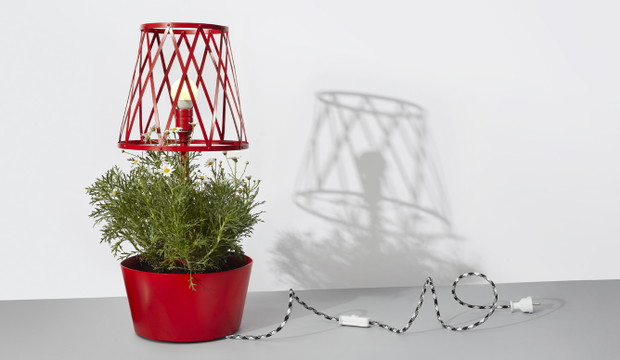 Kwitnące lampy, fot. mat. pras. Siestastudio
