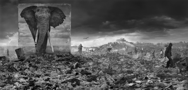 Poruszające zdjęcia ginących gatunków zwierząt autorstwa Nicka Brandta, fot. Nick Brandt