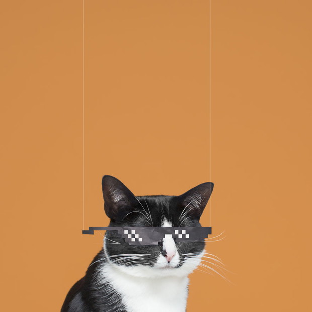 Princess Cheeto - kotka księżniczka podbija Instagram